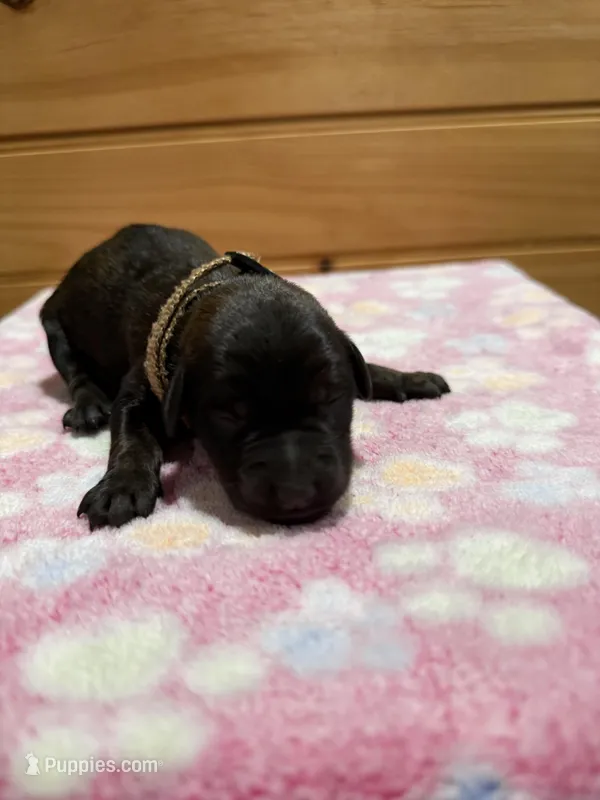 Dixie, a female Labradoodle for sale in Benton, IL – Photo 1 of 5