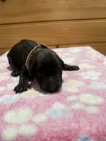 Dixie, a female Labradoodle for sale in Benton, IL – Photo 1 of 5