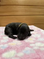 Dixie, a female Labradoodle for sale in Benton, IL – Photo 3 of 5