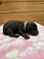 Dixie, a female Labradoodle for sale in Benton, IL – Photo 4 of 5