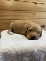 Honey, a female Goldendoodle for sale in Benton, IL – 4 of 5