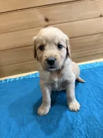 Whiskey, a male Golden Retriever for sale in Benton, IL – Photo 2 of 5