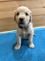 Whiskey, a male Golden Retriever for sale in Benton, IL – Photo 1 of 5