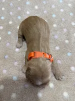 Winnie, a female Golden Retriever for sale in Benton, IL – 5 of 5