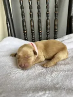 Honey, a female Golden Retriever for sale in Benton, IL – 3 of 5
