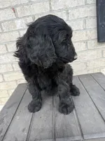 Violet , a female Labradoodle for sale in Benton, IL – 4 of 5