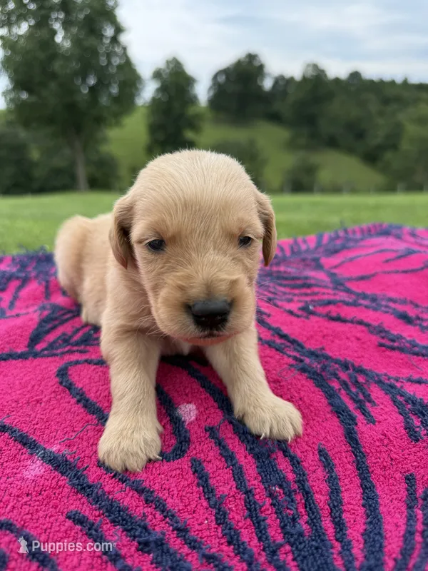 River – Golden Retriever puppy for sale in Benton, IL