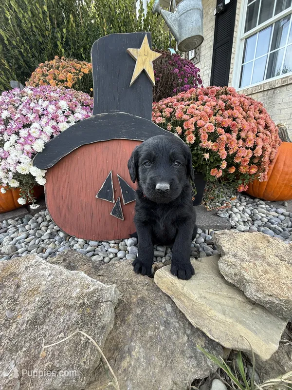 Dexter – Labradoodle puppy for sale in Benton, IL
