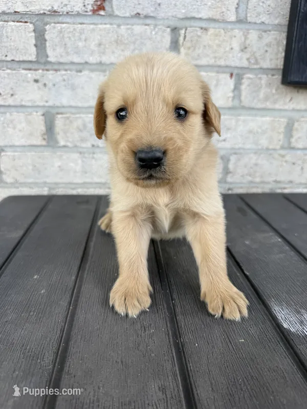Benji – Golden Retriever puppy for sale in Benton, IL