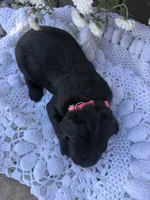 Bo Peep, a female Goldendoodle for sale in Benton, IL – 5 of 5