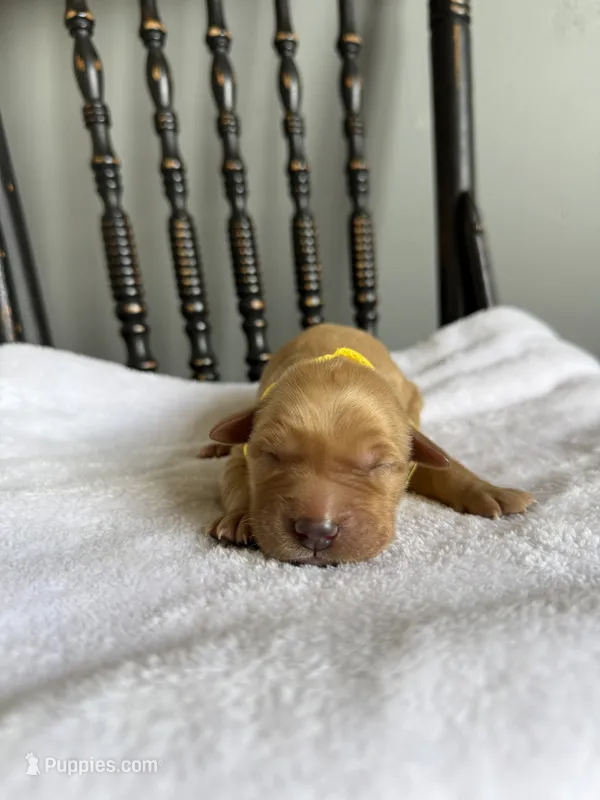Oakley – Golden Retriever puppy for sale in Benton, IL
