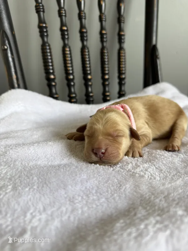Honey – Golden Retriever puppy for sale in Benton, IL