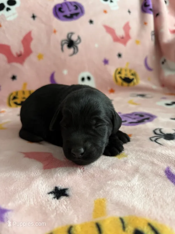 Jasper – Labradoodle puppy for sale in Benton, IL