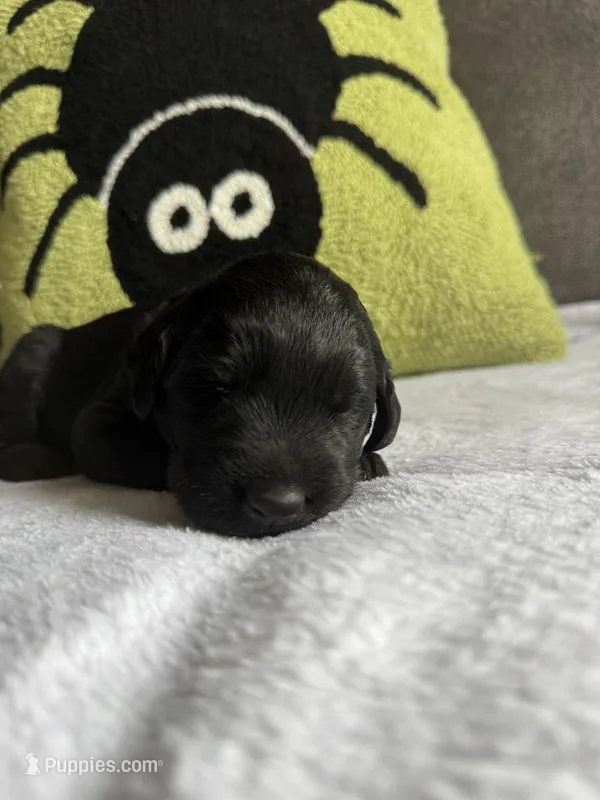 Pepper – Labradoodle puppy for sale in Benton, IL