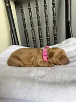 Maple, a female Golden Retriever for sale in Benton, IL – 6 of 6