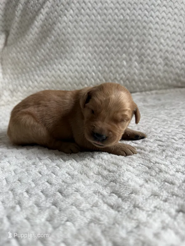 Izzy – Golden Retriever puppy for sale in Benton, IL