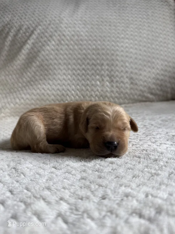 Honey – Golden Retriever puppy for sale in Benton, IL