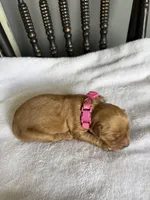 Maple, a female Golden Retriever for sale in Benton, IL – 5 of 6