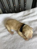 Bo, a male Golden Retriever for sale in Benton, IL – 4 of 4