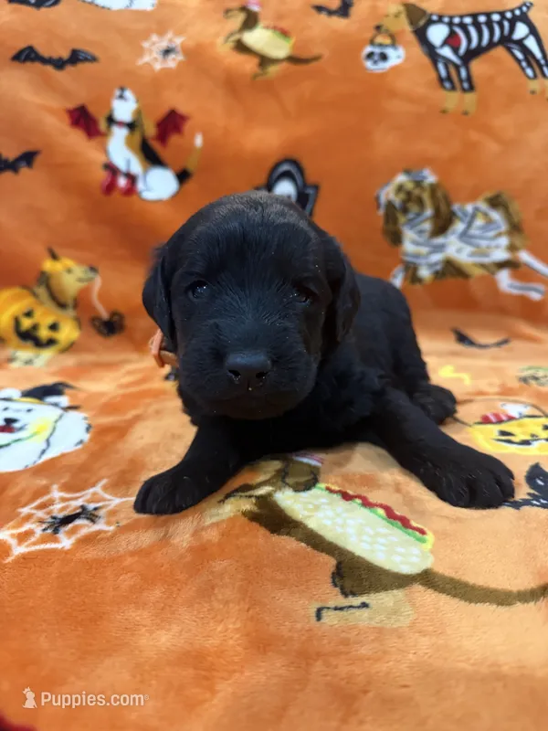 Finn – Labradoodle puppy for sale in Benton, IL