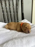 Izzy, a female Golden Retriever for sale in Benton, IL – 2 of 5