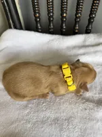 Oakley, a female Golden Retriever for sale in Benton, IL – 5 of 5