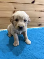 Ranger, a male Golden Retriever for sale in Benton, IL – Photo 1 of 4