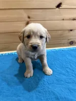 Ranger, a male Golden Retriever for sale in Benton, IL – Photo 2 of 4