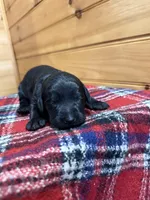 Dolly, a female Labradoodle for sale in Benton, IL – Photo 2 of 5