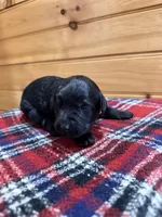 Dolly, a female Labradoodle for sale in Benton, IL – Photo 1 of 5