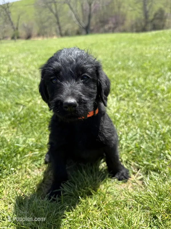 Dolly – Labradoodle puppy for sale in Benton, IL