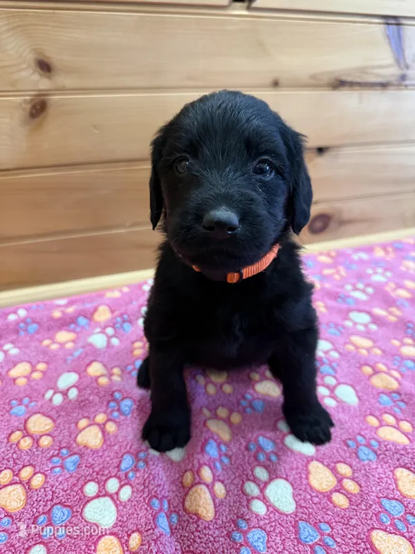 Dolly – Labradoodle puppy for sale in Benton, IL