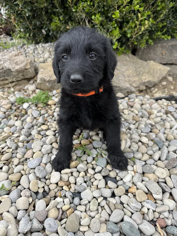 Dolly – Labradoodle puppy for sale in Benton, IL
