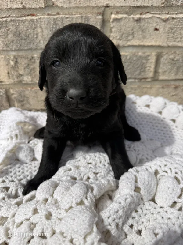 Dolly – Labradoodle puppy for sale in Benton, IL