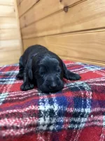 Dolly, a female Labradoodle for sale in Benton, IL – Photo 3 of 5