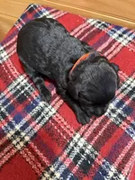 Dolly, a female Labradoodle for sale in Benton, IL – Photo 5 of 5