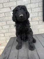 Violet , a female Labradoodle for sale in Benton, IL – 5 of 5