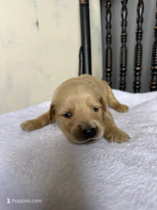 Benji – Golden Retriever puppy for sale in Benton, IL