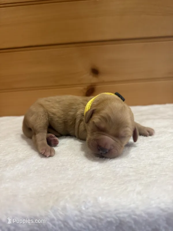 Woody – Goldendoodle puppy for sale in Benton, IL