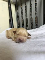 Benji, a male Golden Retriever for sale in Benton, IL – 2 of 5