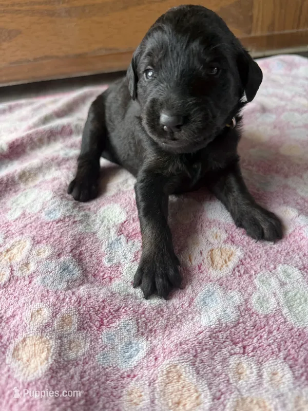 Roxy – Labradoodle puppy for sale in Benton, IL