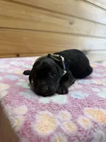 Roxy, a female Labradoodle for sale in Benton, IL – Photo 1 of 5