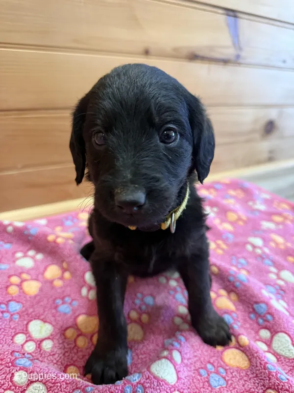 Roxy – Labradoodle puppy for sale in Benton, IL