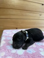 Roxy, a female Labradoodle for sale in Benton, IL – Photo 2 of 5