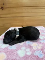 Roxy, a female Labradoodle for sale in Benton, IL – Photo 3 of 5