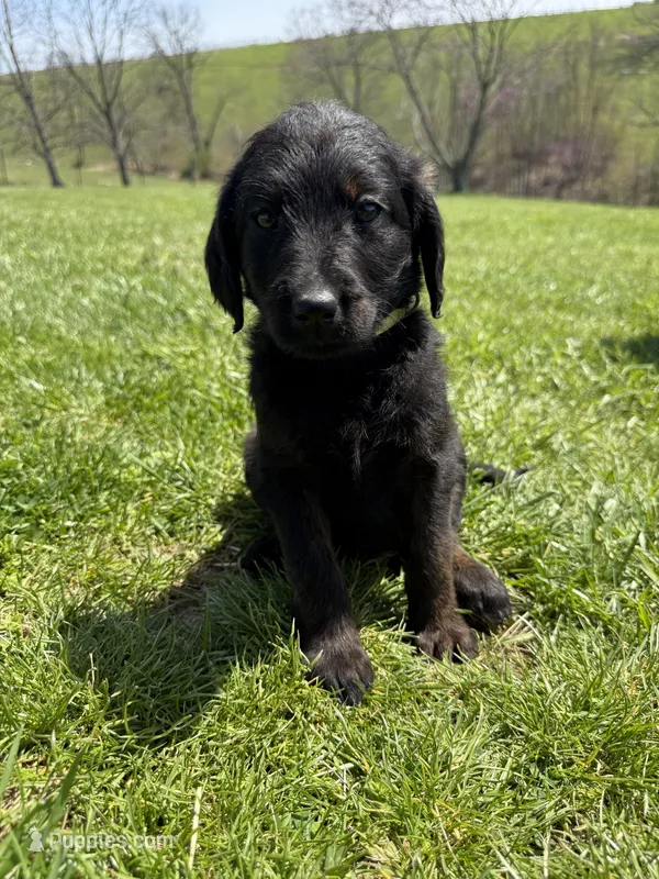 Roxy – Labradoodle puppy for sale in Benton, IL