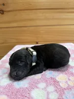 Roxy, a female Labradoodle for sale in Benton, IL – Photo 4 of 5