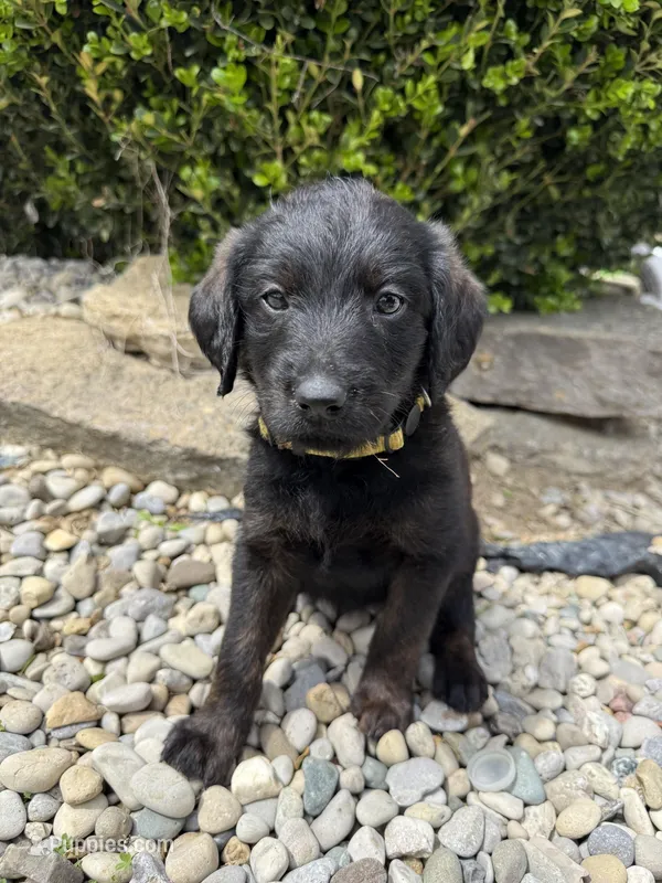 Roxy – Labradoodle puppy for sale in Benton, IL