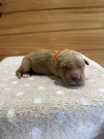 Winnie, a female Golden Retriever for sale in Benton, IL – 3 of 5