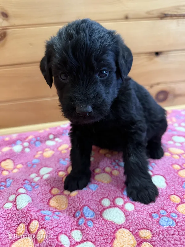 Luna – Labradoodle puppy for sale in Benton, IL